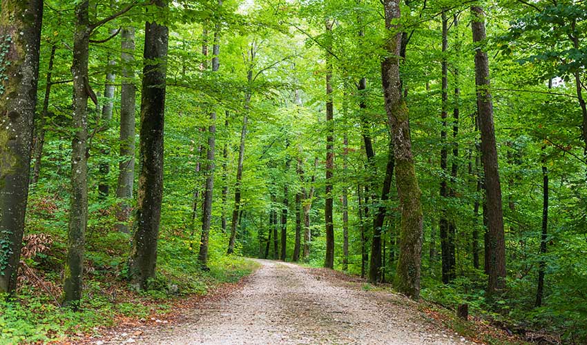 Découvrez la verdoyante forêt domaniale de Crécy