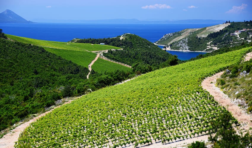 Vignobles avec vue sur mer en Dalmatie