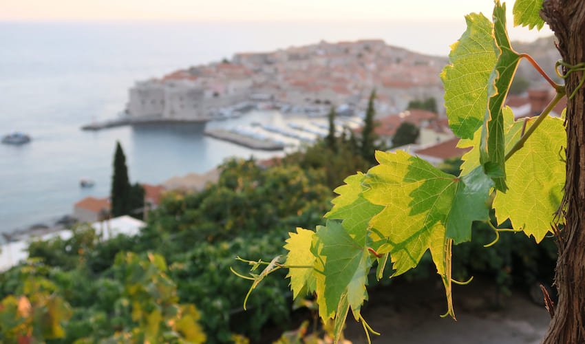 Vignoble sur les coteaux de Dubrovnik.