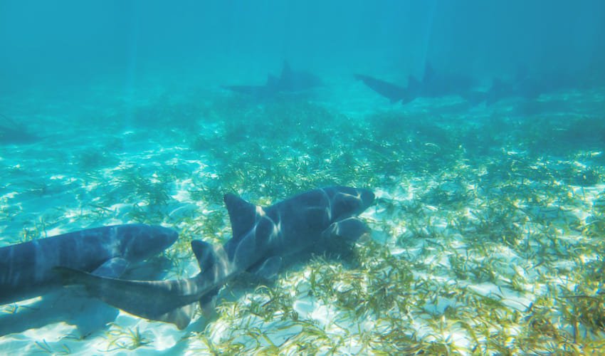Nager avec les requins au large de Punta Cana