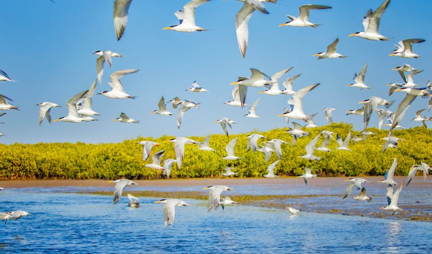 Envol d'oiseaux migrateurs dans la Réserve Naturelle de la Lagune de la Somone.