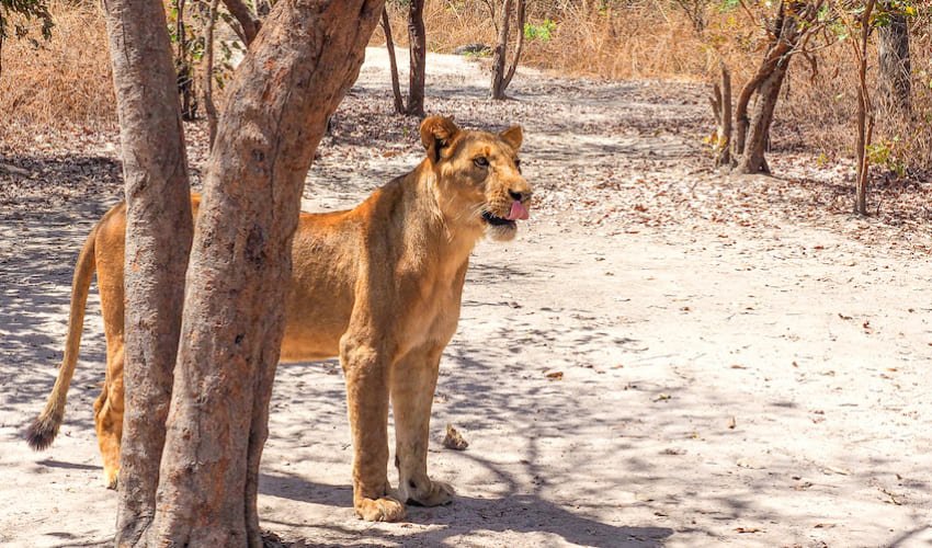 Une lionne dans la Réserve de Fathala.