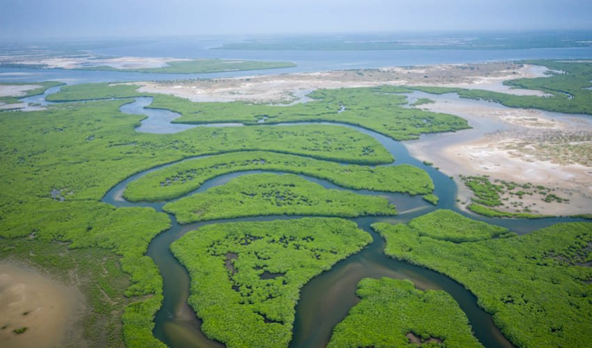 Méandres de la mangrove dans le Parc National du Delta du Saloum.
