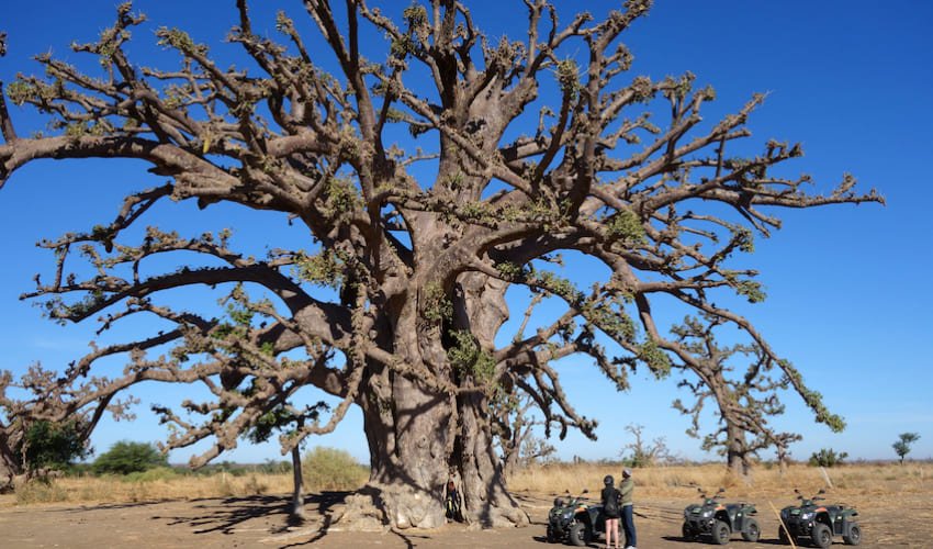 Pause sous un baobab lors d'une excursion en Quad sur la Petite-Côte.