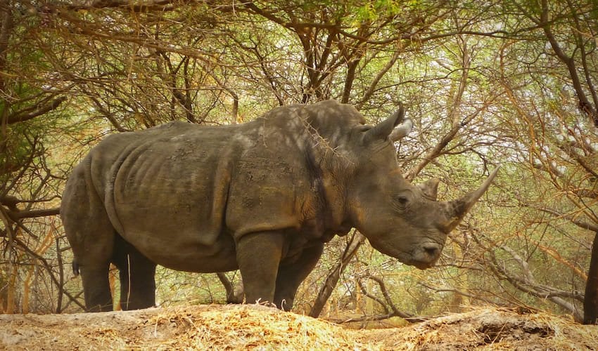 Rhinocéros dans la réserve de Bandia.