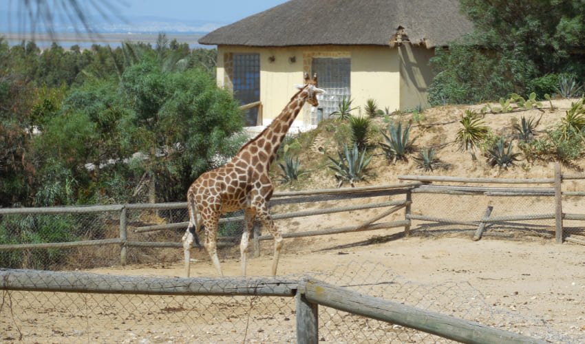 Une girafe du zoo Friguia Parc.