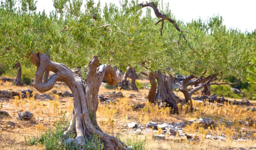 Des vieux oliviers dans la campagne autour du village de Skrip.