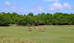 Que faire à Cayo Coco : 10 choses à voir depuis cette île