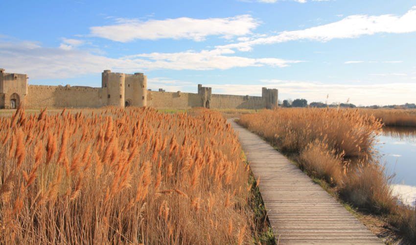 Champs de blé devant les remparts d'Aigues-Mortes.