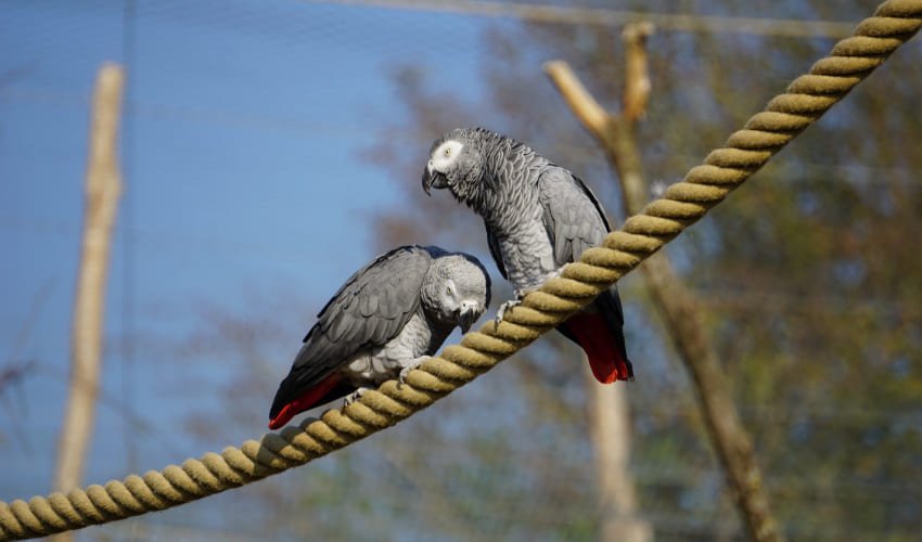 Deux gris du Gabon du parc des Oiseaux de Villars-les-Dombes.