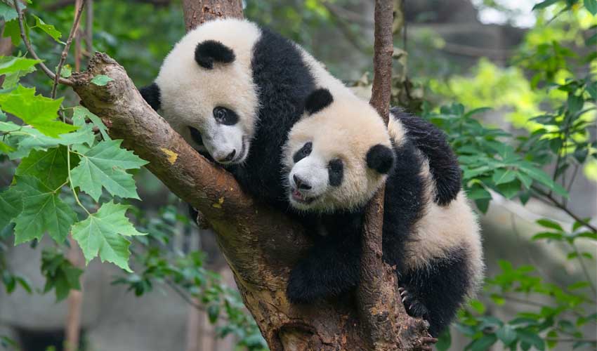 Couple de pandas au zoo de Schönbrunn en Autriche