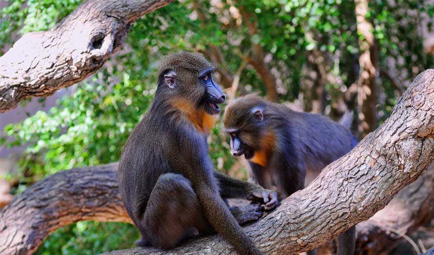 Galerie des primates au zoo de Barcelone