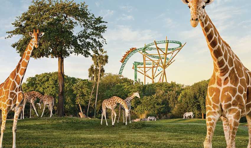 Des girafes dans un parc d'attractions en Floride
