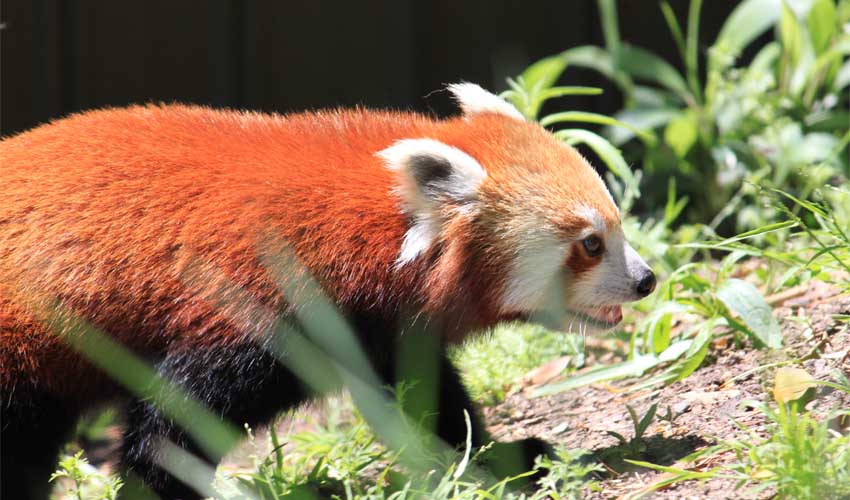 Le panda rouge au zoo de Melbourne