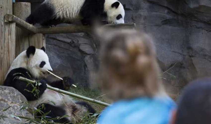 Les pandas géants: les attractions du zoo d'Atlanta