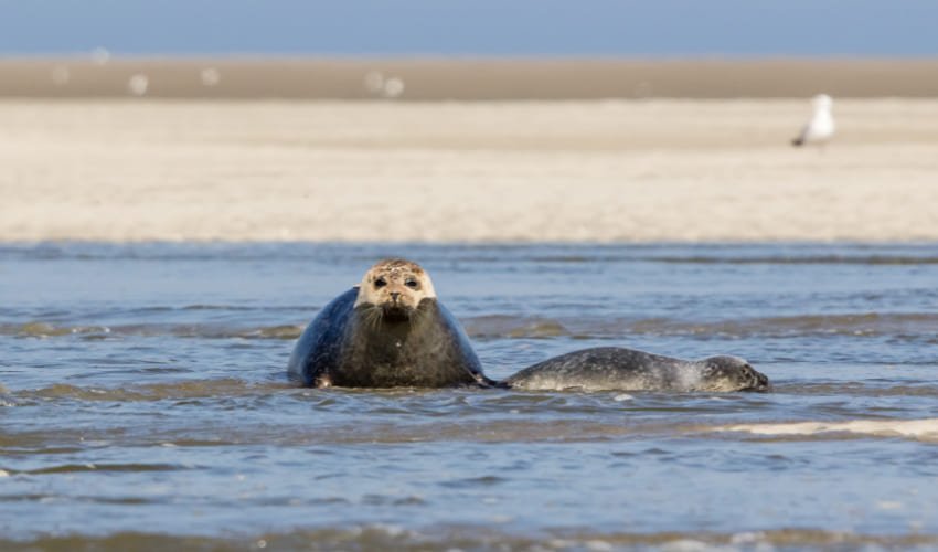 Observer les colonies de phoques depuis la Pointe du Hourdel