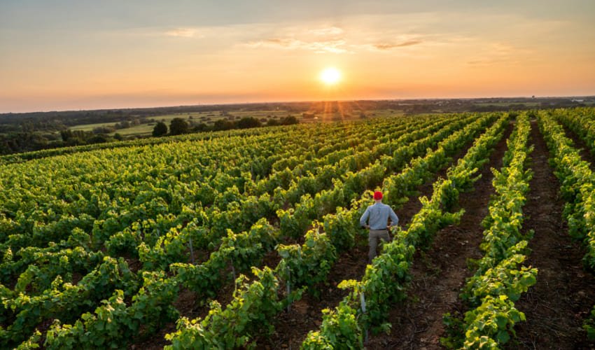 Découvrir les vins de Loire-Atlantique