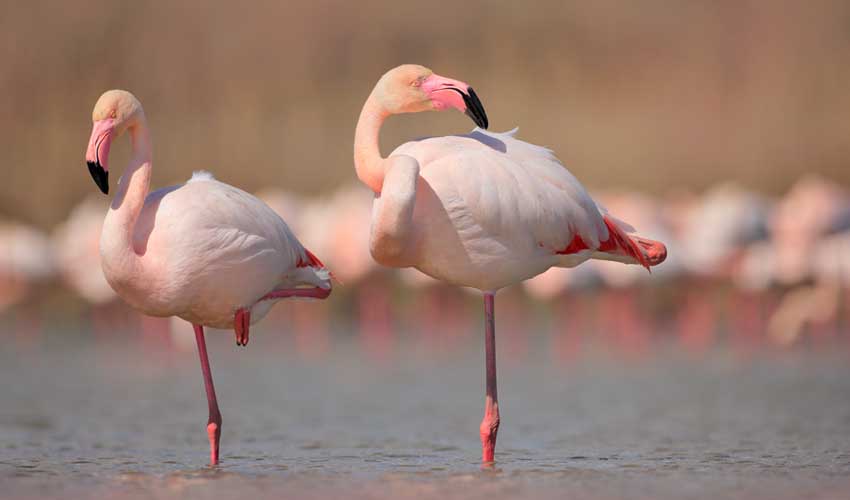 odalys randonnees camargue flamands rose parc ornithologique