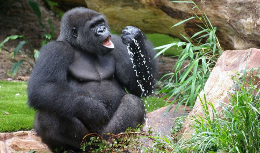 Un gorille à l'espace zoologique de Saint-Martin la Plaine.