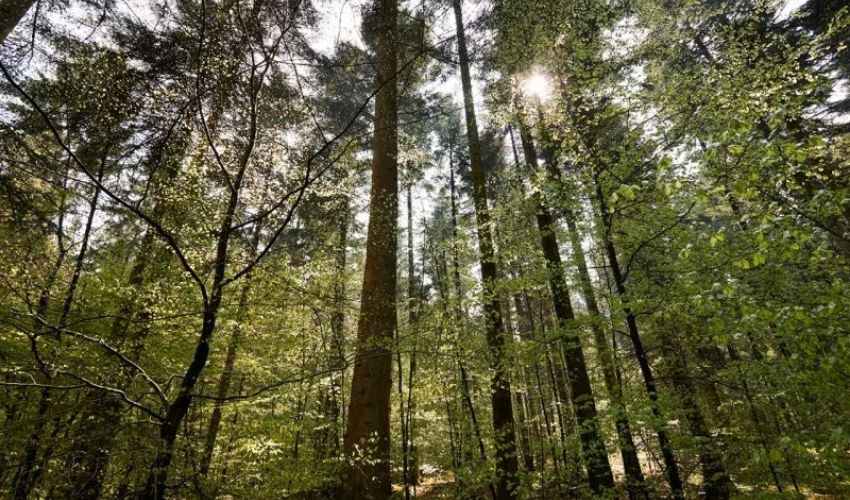 Ambiance forestière du domaine Center Parcs Les Trois forêts