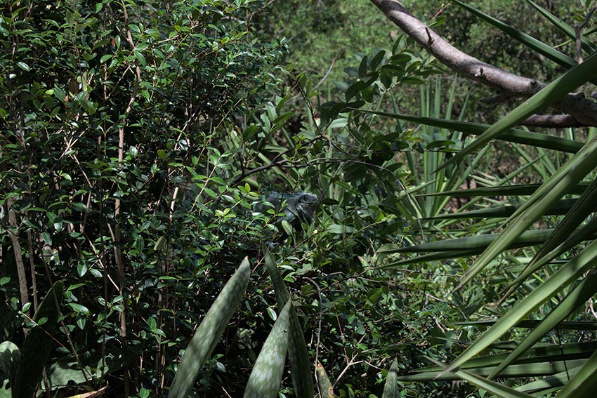Iguane en Guadeloupe