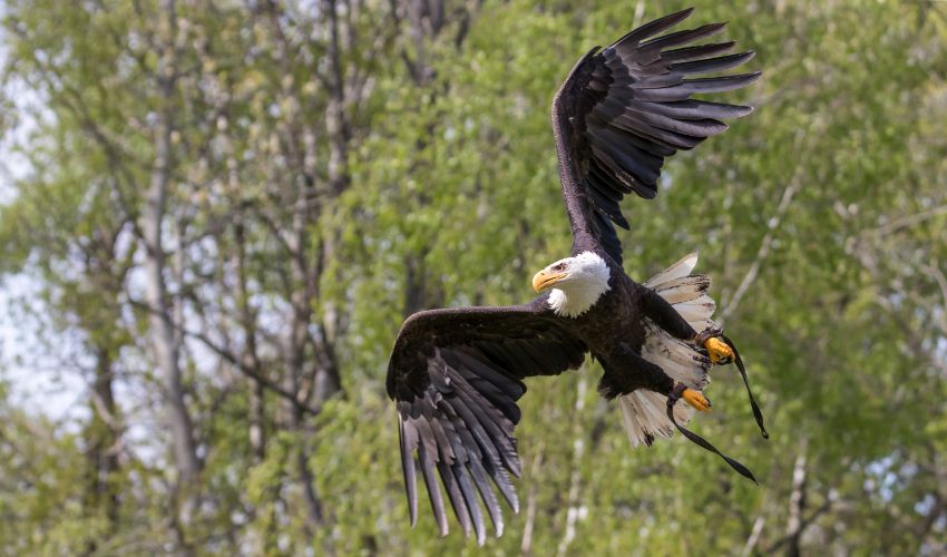 Un aigle vole à l'Espace Rambouillet