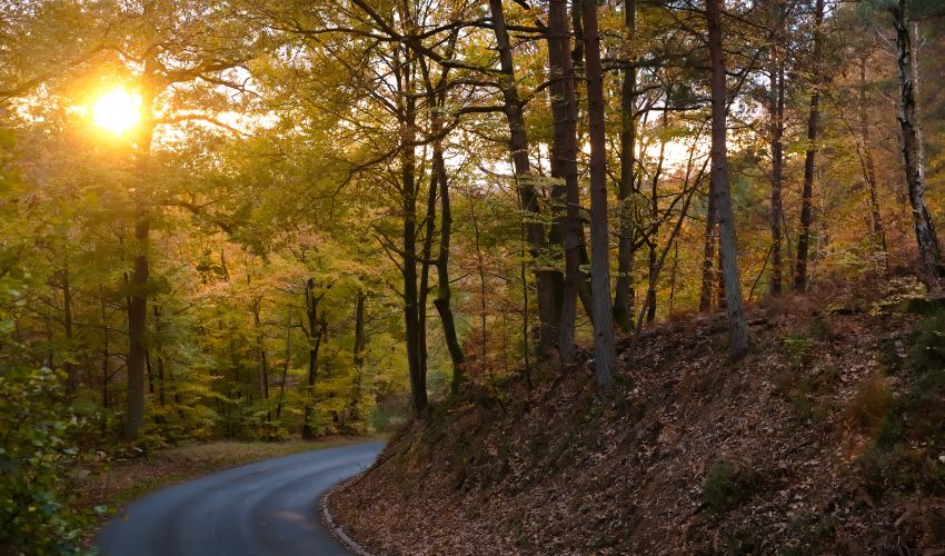 Ambiance automnale dans la Forêt de Rambouillet
