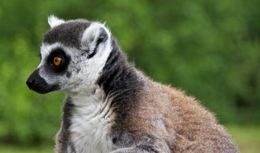 Un lémurien du Lumigny Safari Reserve
