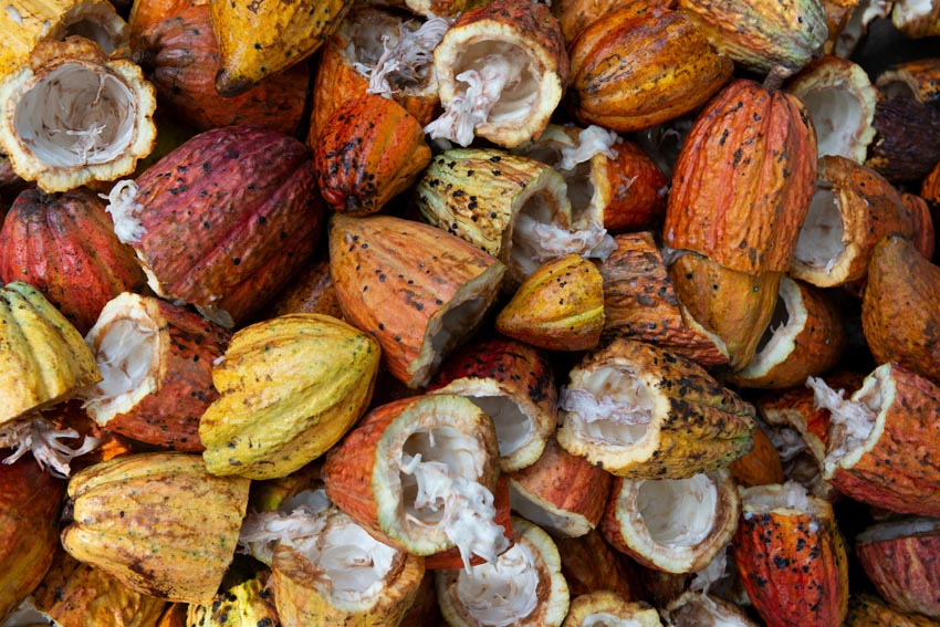Fèves de cacao