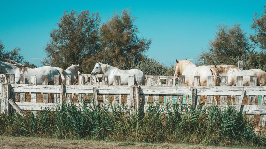 Chevaux en Camargue