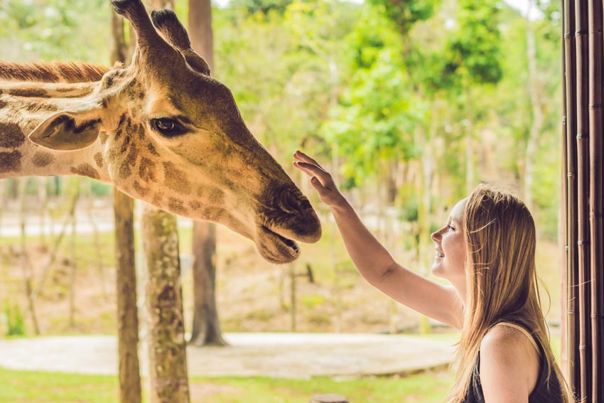 Girafe avec une fille