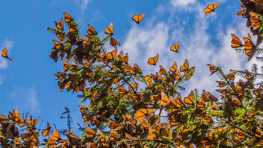 photo de papillons monarques au Mexique qui s'envolent d'un arbre 