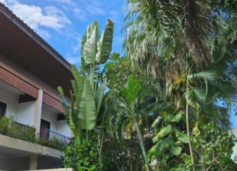 Hôtels-clubs de Thaïlande : comparez les clubs famille en Thaïlande